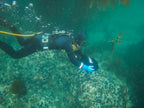 OceanDrive®